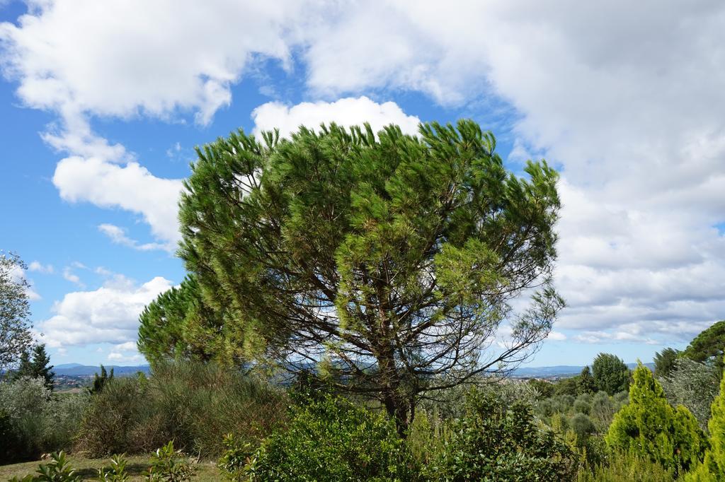 Casa Lucia In Chianti Bed & Breakfast Vagliagli ภายนอก รูปภาพ